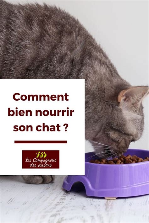 Comment Bien Nourrir Son Chat Artofit