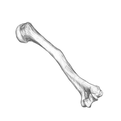 Humerus Sketch And Timelapse Video Behance