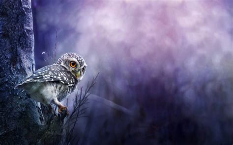 Top Blue Owl Wallpapers Full Hd K Free To Use