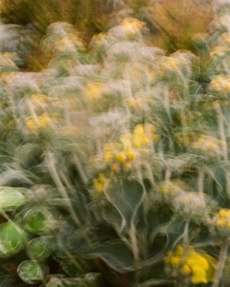 Spring Project Blurry Photograph Of Yellow Flowers And Green Leaves By