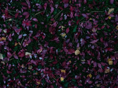 Leaves Foliage Autumn Fallen Cutout Png Clipart Images Toppng