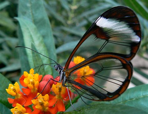 filee  wings  windows butterfly  sajpg