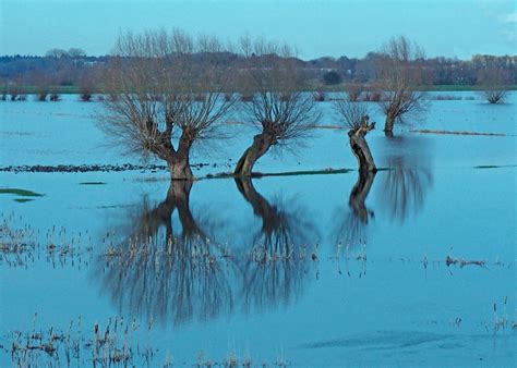 Polder Netherlands Rhine - Free photo on Pixabay