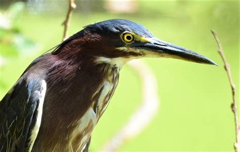 Green Heron Portrait Photograph By Jo Ann Matthews Fine Art America