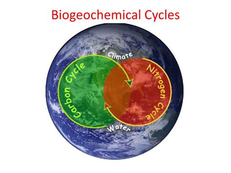 Ppt Biogeochemical Cycles Powerpoint Presentation Free Download Id