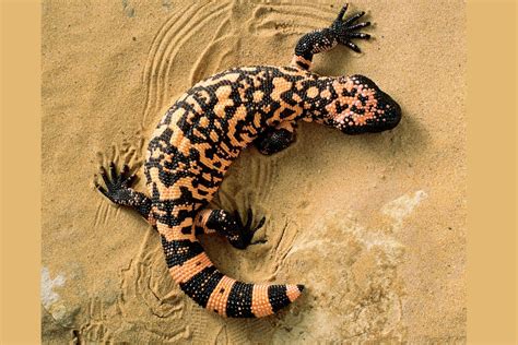 Gila Monster Bite : Gila Monster - Heloderma suspectum - Ground ...