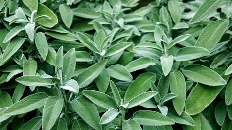 How To Grow And Care For Sage Bunnings Australia