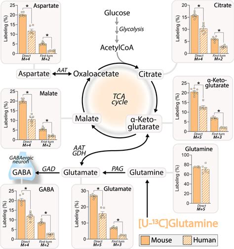 Metabolism Of U ¹³c Glutamine In Mouse And Human Cortical Slices Download Scientific Diagram