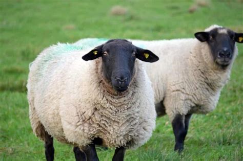 How To Start Sheep Farming In Switzerland Business Plan Breeds