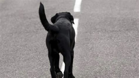 Los accidentes de animales en carretera se duplican en los últimos