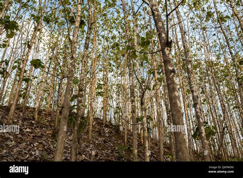 Teak Wood Forest In Indonesia Stock Photo Alamy