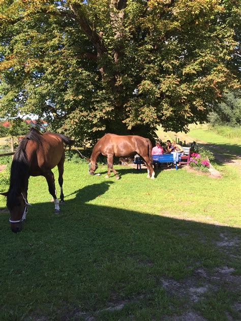 Reiten lernen für Erwachsene Anfänger Späteinsteiger