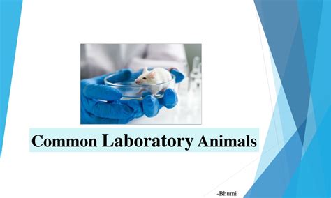 PPT - Common Laboratory animals-Experimental Pharmacology PowerPoint Presentation - ID:10470662