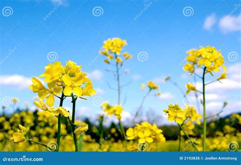 Bright Mustard Flowers Stock Photo Image Of Green Outdoors 2193838