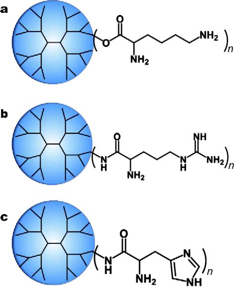 A Lysine B Arginine And C Histidine Modified Dendrimers