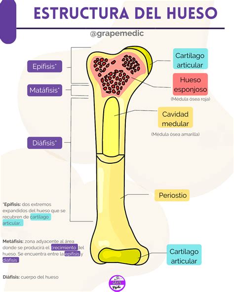 Estructura Del Hueso