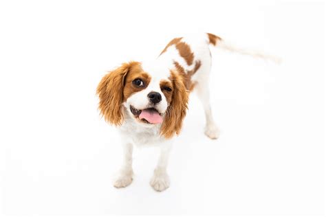 This Toronto Photographer Snaps Adorable Pics Of Puppies While They Eat