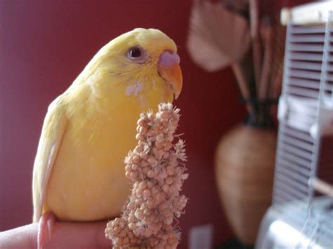 The Best Parakeet Diet And Foods What To Feed A Budgie Pethelpful