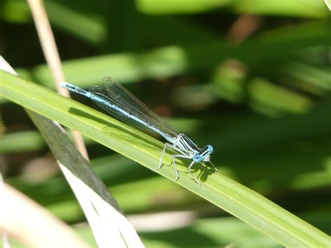 Blaue Federlibelle Platycnemis Pennipes Blaue Federlibel Flickr