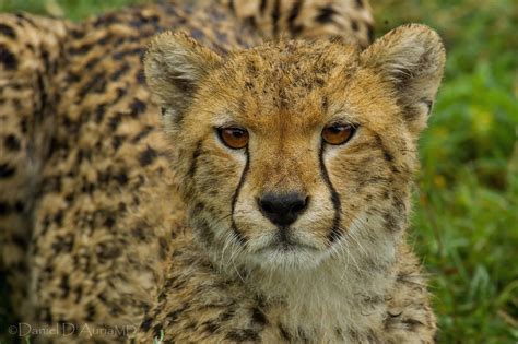 Big Cats Cheetahs Closeup Glance Snout Hd Wallpaper Rare Gallery