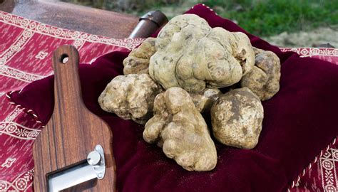 Il Tartufo Bianco D Alba Conquista Hong Kong Maxi Asta Da Record