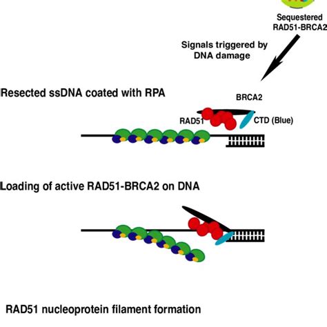 A Schematic Representation Of The 3418 Amino Acid Human BRCA2 Protein