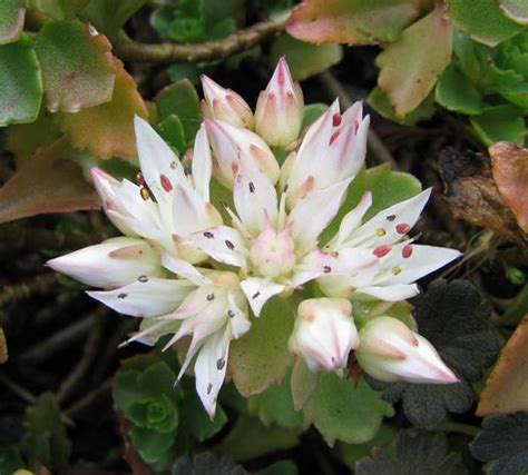 Sedum Spurium Album North American Rock Garden Society