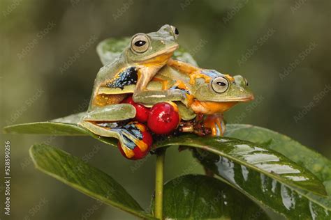 Two Tree Frogs Are Hunting For Prey On The Branches Of Wild Plants That Are Bearing Fruit This