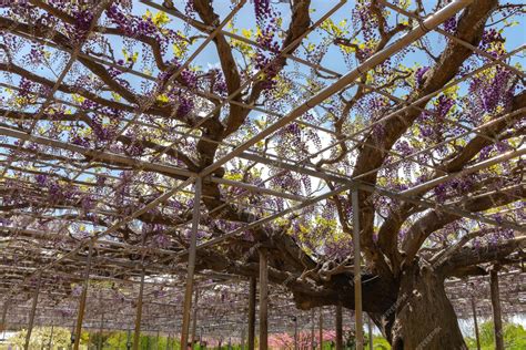 Premium Photo Purple Giant Miracle Wisteria Blossom Trellis The Great