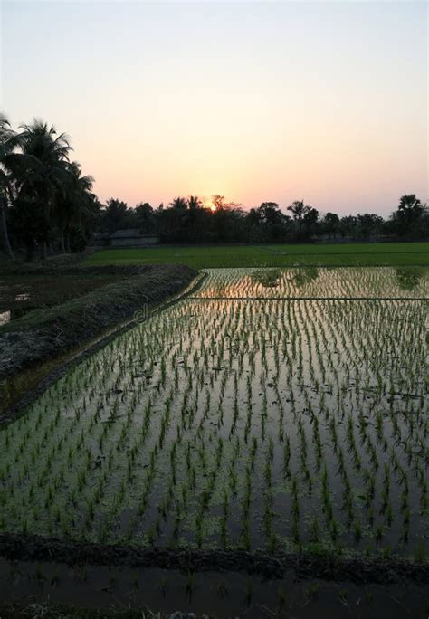 Rice Field In West Bengal Stock Photo Image Of Morning