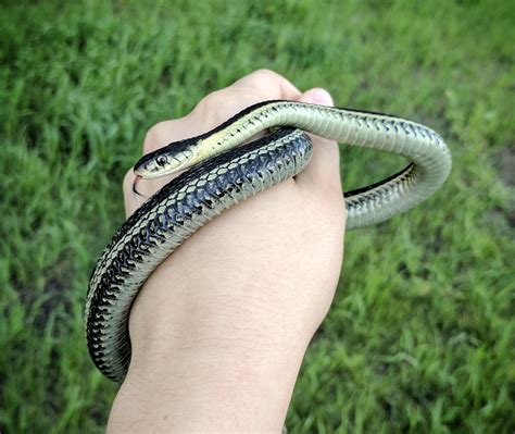 Garter Snake Bite Dog / Columbia Dog Talk Name That Snake And Keep Your Dog Safe Columbia Md ...