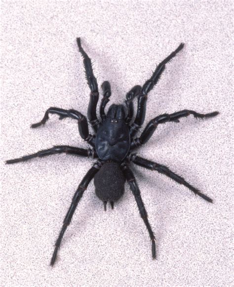 5 Most Venomous Australian Spiders To Avoid With Pictures And Ranked!