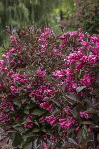 Weigela Wine And Roses 2 Gal