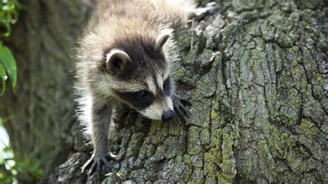 Raccoon Nation Raccoon Facts Nature Pbs