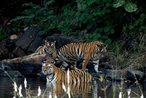 Kanha Nationalpark Tigersafari Med Ppen Jeep I Kanha Kisli Getyourguide