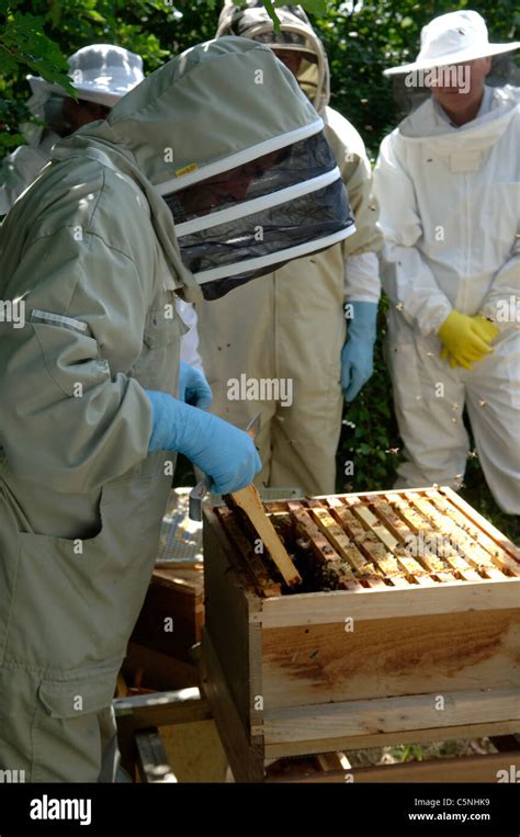 Fera Bee Inspector Inspecting An Apiary Stock Photo Alamy