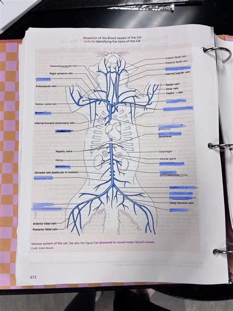 Comprehensive Study On Cat Dissection Veins And Their Functions