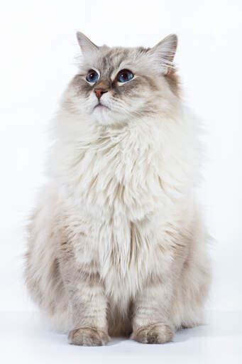 Neva Masquerade Cats | Cat Breeds