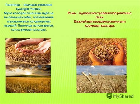 Презентация на тему: "Пшеница – ведущая зерновая культура России. Мука ...