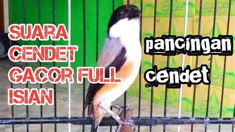 Suara Cendet Gacor Full Isian Pancingan Cendet Youtube