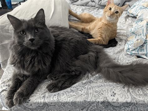My Neb Moses And His Adopted Brother Rnebelung