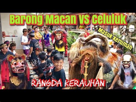 Ngelawang Barong Macan Masuk Kerumah Celuluk Lucu Vs Rangda Kerauhan