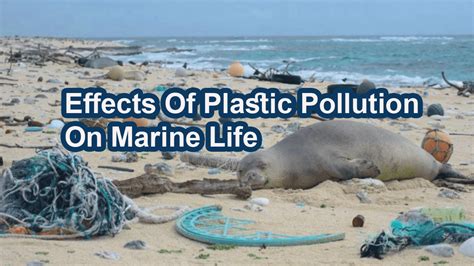 pollution affect  marine environment  milla gadsdon blog