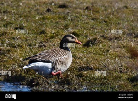 Toulouse Geese Wild Stock Photo Alamy