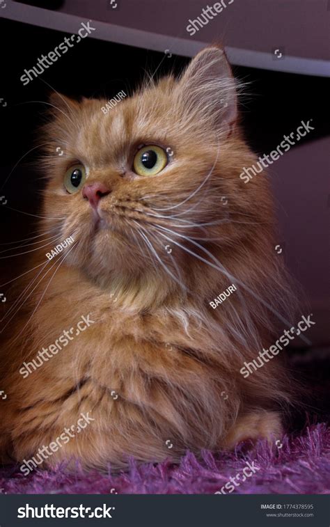 Cutest Cat Under Table Stock Photo 1774378595 Shutterstock