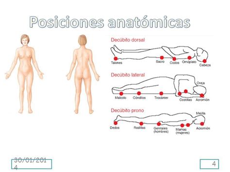 Planos AnatÓmicos Posiciones RadiogrÁficas Y Proyecciones RadiolÓgicas Mind Map