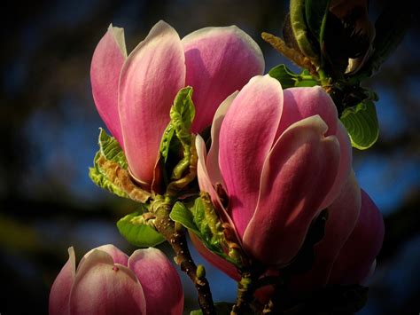 Magnolia Spring Flowers - Free photo on Pixabay