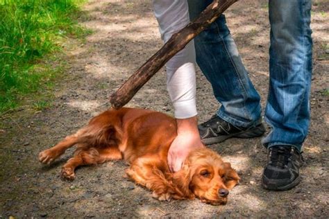 Lucha De Frente Contra El Maltrato Animal En Chía Y Subachoque