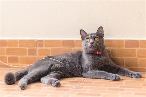 Korat Cat Breed Information Great Pet Care