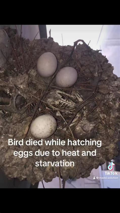 Eggs hatching by bird - One News Page VIDEO